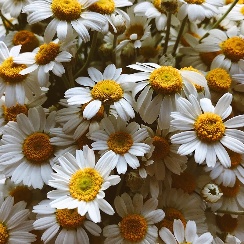 Chamomile extract