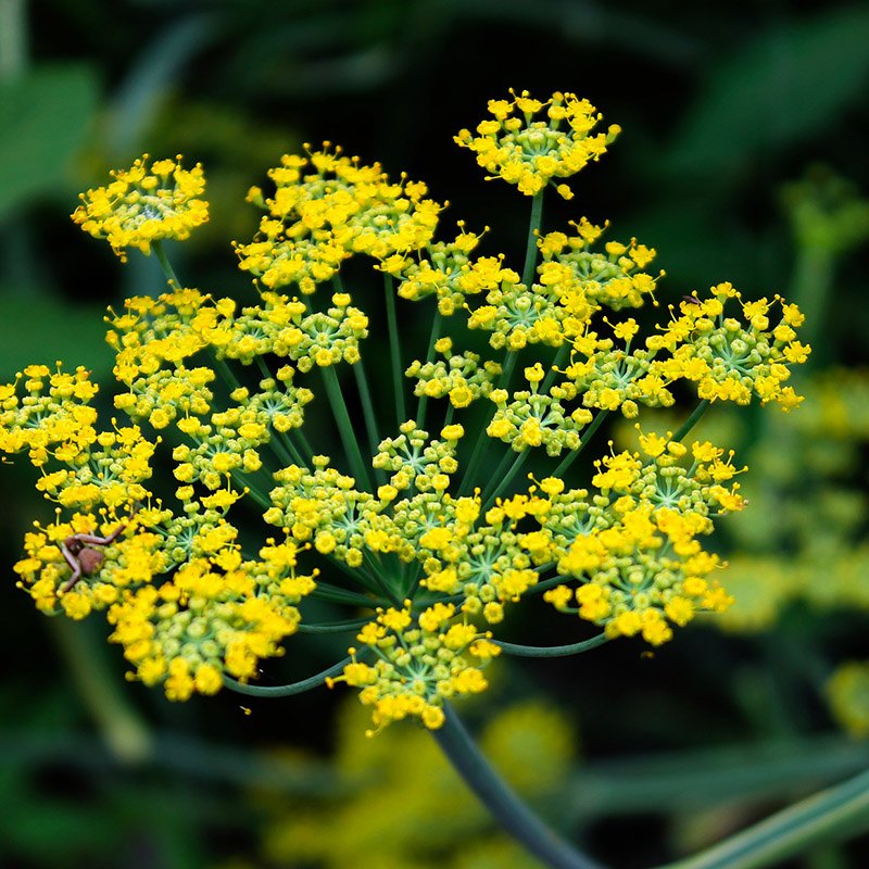 Sweet fennel