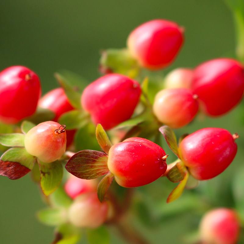 Organic bearberry